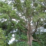 Old Tree 2 Old Tree 2