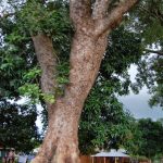 Old Tree 3 Old Tree 3