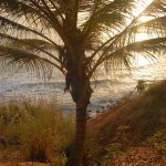 Palm Bissau Palm Bissau