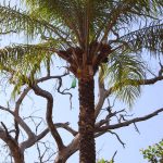 Palm Extract Palm Extract