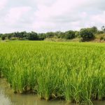 Rice Fields 2 Rice Fields 2